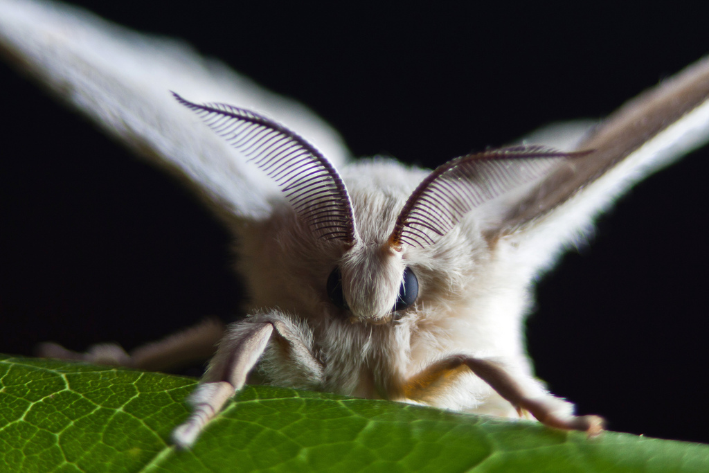 Bombyx mori - Insecte à l'origine de la soie