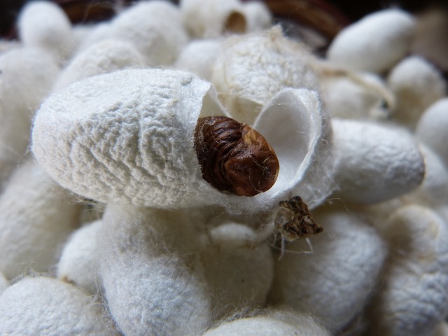 Cocon du vers à soie