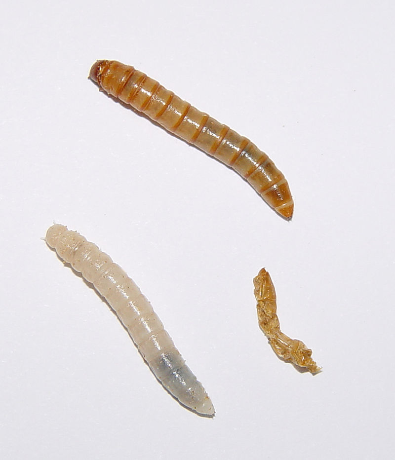 Crédit : Wikipédia - Ver de farine venant de muer (blanc), près de son ancienne cuticule froissée ou exuvie et une autre larve de couleur sombre, avant la mue.
