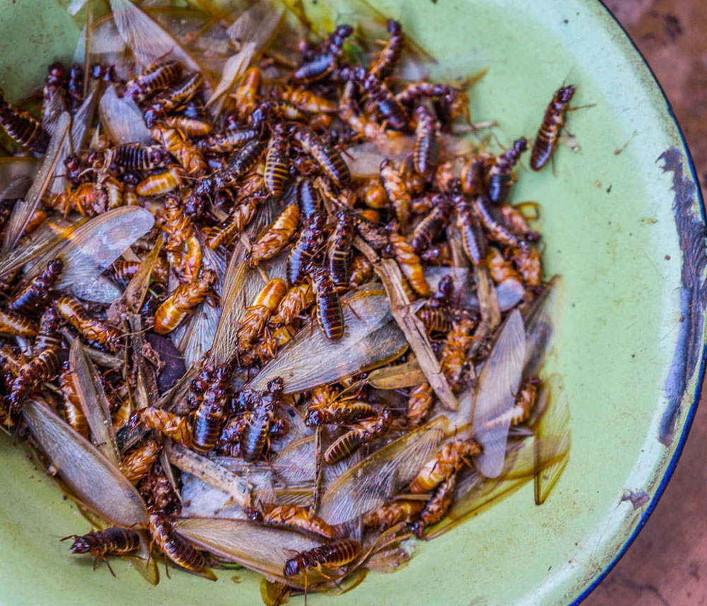 Qui consomme des termites dans le monde ?