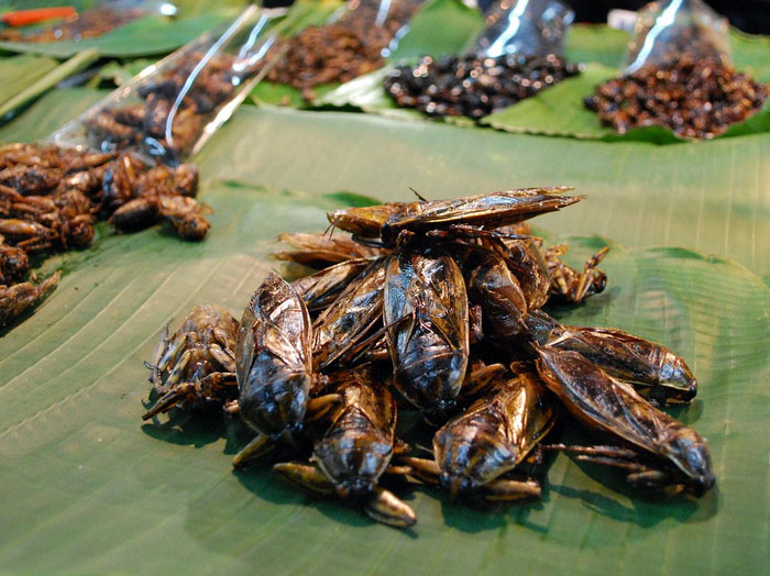 10 insectes dont les Thaïlandais raffolent