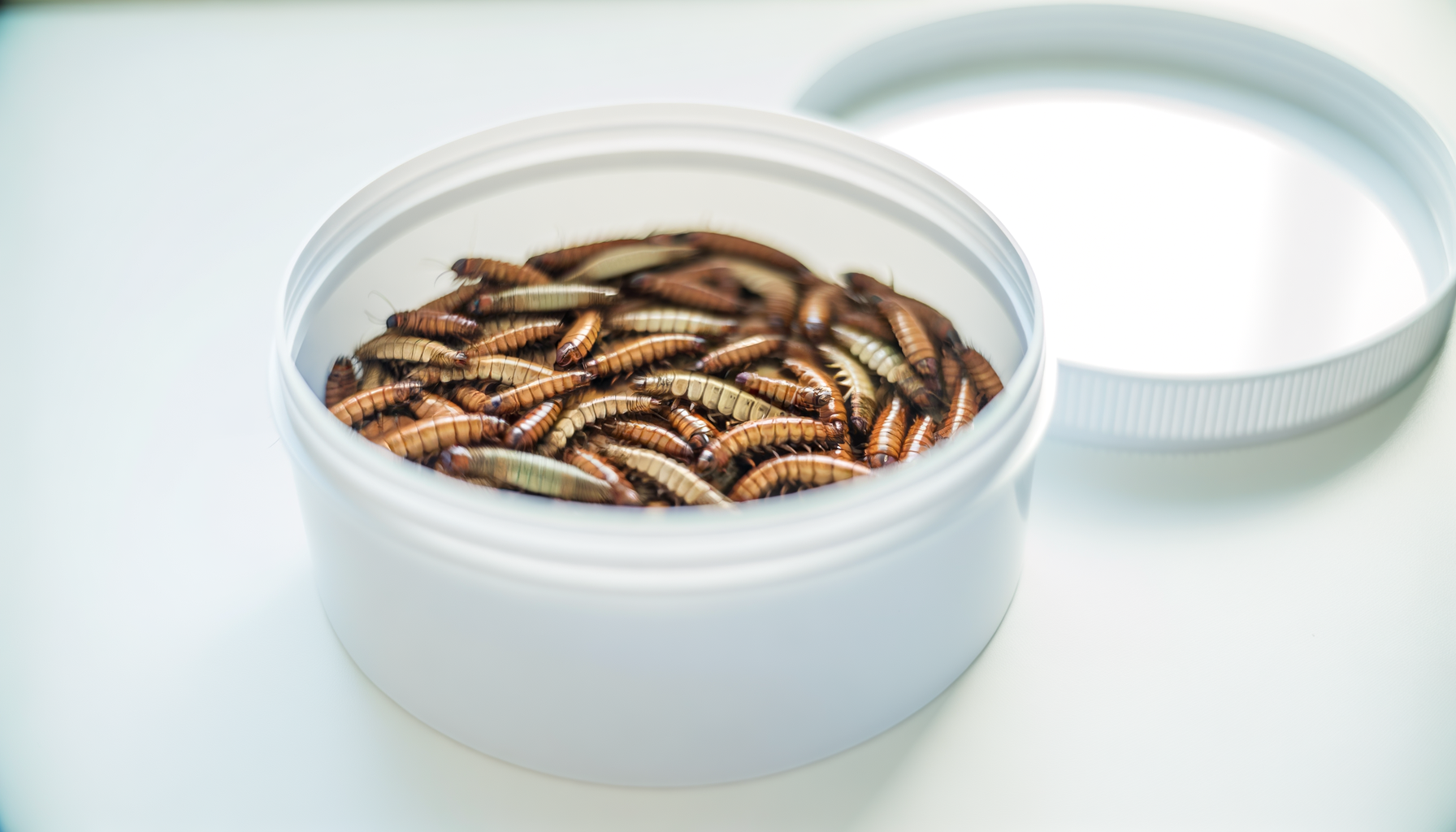 Conservation et stockage des insectes comestibles : guide
